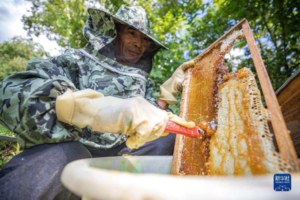吉祥虎白菜免费彩金